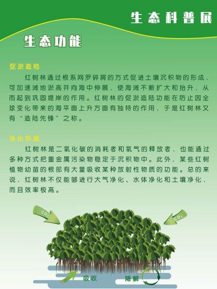 0051-红树林科普展板(周玉敏)(图文)5.jpg
